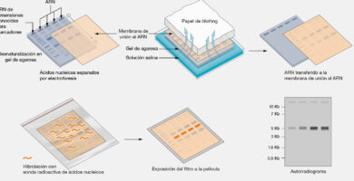 ¿Por qué se llama Western Blot? ¿Por qué se llama Western Blot?