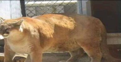 ¿Por qué se llama Wilson el gato de El Rubius? ¿Por qué se llama Wilson el gato de El Rubius?