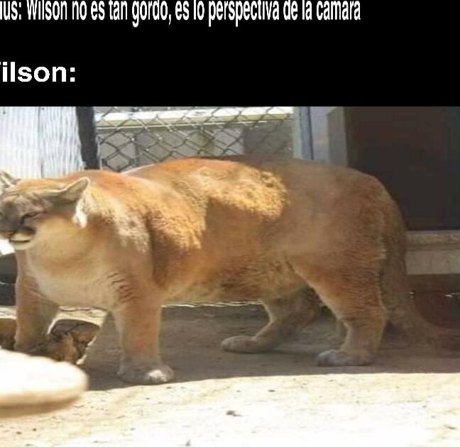 ¿Por qué se llama Wilson el gato de El Rubius? ¿Por qué se llama Wilson el gato de El Rubius?
