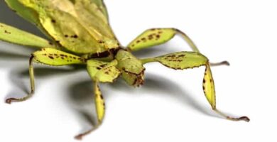 ¿Por qué se llama zapatero al insecto? ¿Por qué se llama zapatero al insecto?