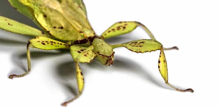 ¿Por qué se llama zapatero al insecto? ¿Por qué se llama zapatero al insecto?