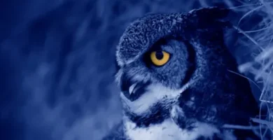 ¿Por qué se llaman nocturnos?