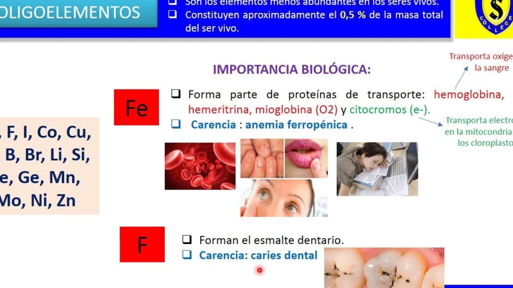 ¿Por qué se llaman oligoelementos? ¿Por qué se llaman oligoelementos?