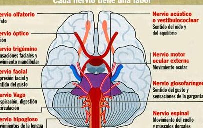 ¿Por qué se llaman pares craneales?