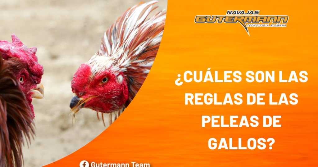 ¿Por qué se llaman peleas de gallos? ¿Por qué se llaman peleas de gallos?