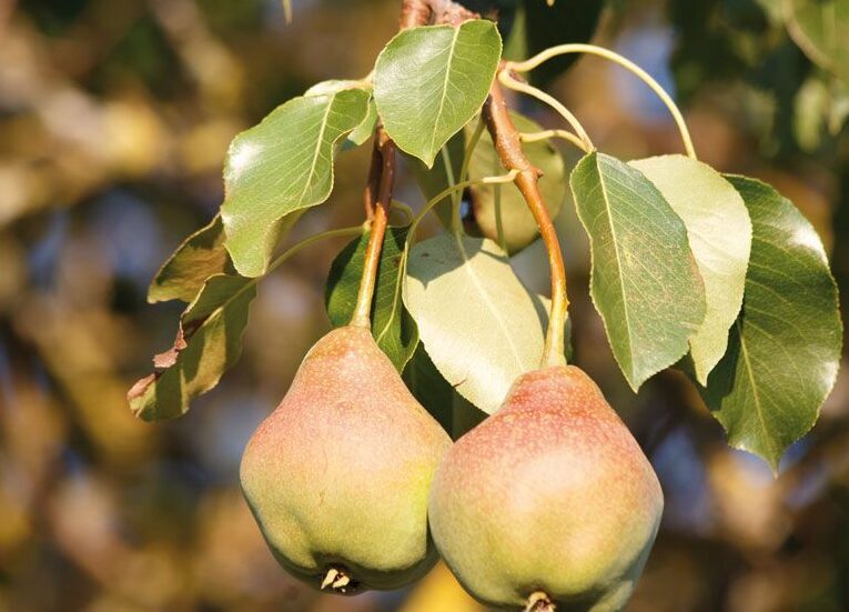 ¿Por qué se llaman peras a las manzanas? ¿Por qué se llaman peras a las manzanas?