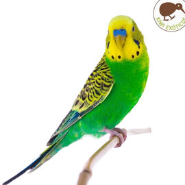 ¿Por qué se llaman pericos? ¿Por qué se llaman pericos?