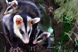 ¿Por qué se llaman rabipelado a los marsupiales de Venezuela? ¿Por qué se llaman rabipelado a los marsupiales de Venezuela?