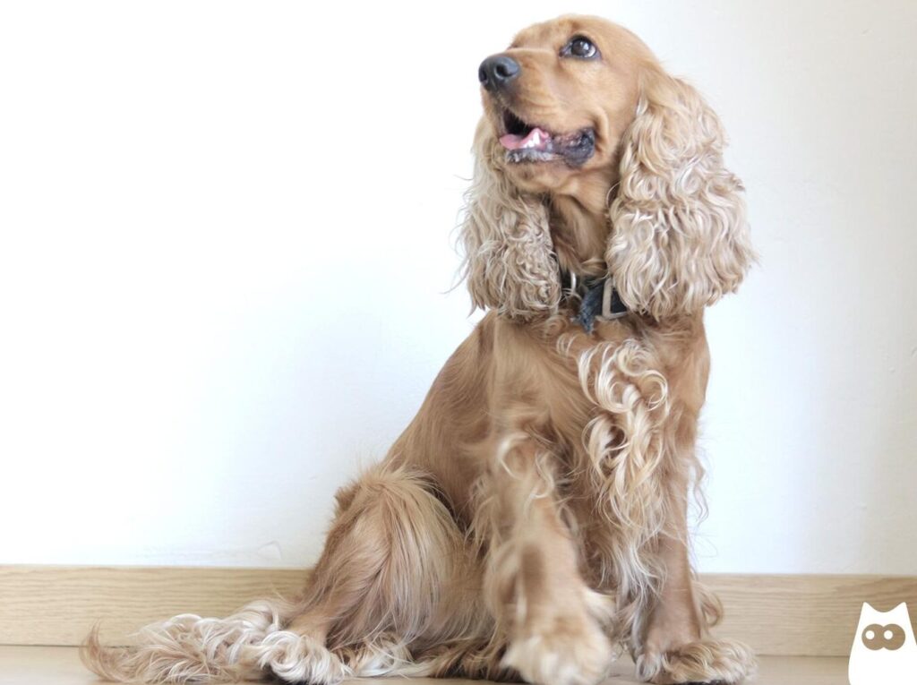 ¿Por qué se llaman spaniels?