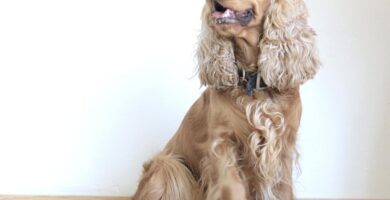 ¿Por qué se llaman spaniels?