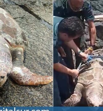 ¿Por qué se llaman tortugas bobas?