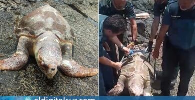 ¿Por qué se llaman tortugas bobas? ¿Por qué se llaman tortugas bobas?