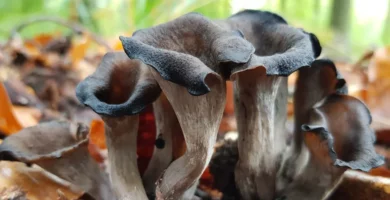 ¿Por qué se llaman trompetas de la muerte? ¿Por qué se llaman trompetas de la muerte?