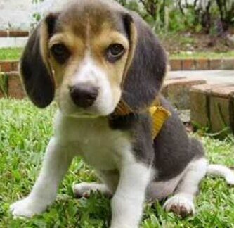 ¿Por qué se llaman tuba a los perros?