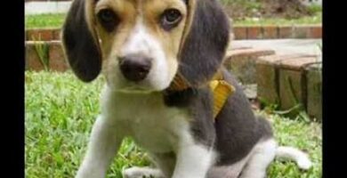¿Por qué se llaman tuba a los perros?
