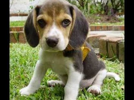¿Por qué se llaman tuba a los perros? ¿Por qué se llaman tuba a los perros?