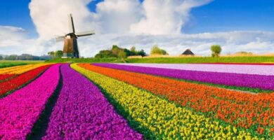 ¿Por qué se llaman tulipanes en un rutómetro? ¿Por qué se llaman tulipanes en un rutómetro?