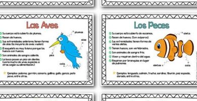 ¿Por qué se llaman vertebrados? ¿Por qué se llaman vertebrados?